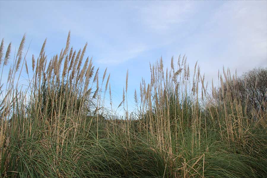 Control de especies invasoras